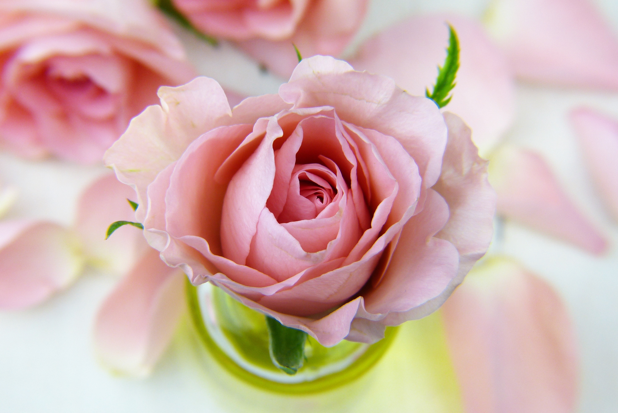 Pink Rose in a Vase