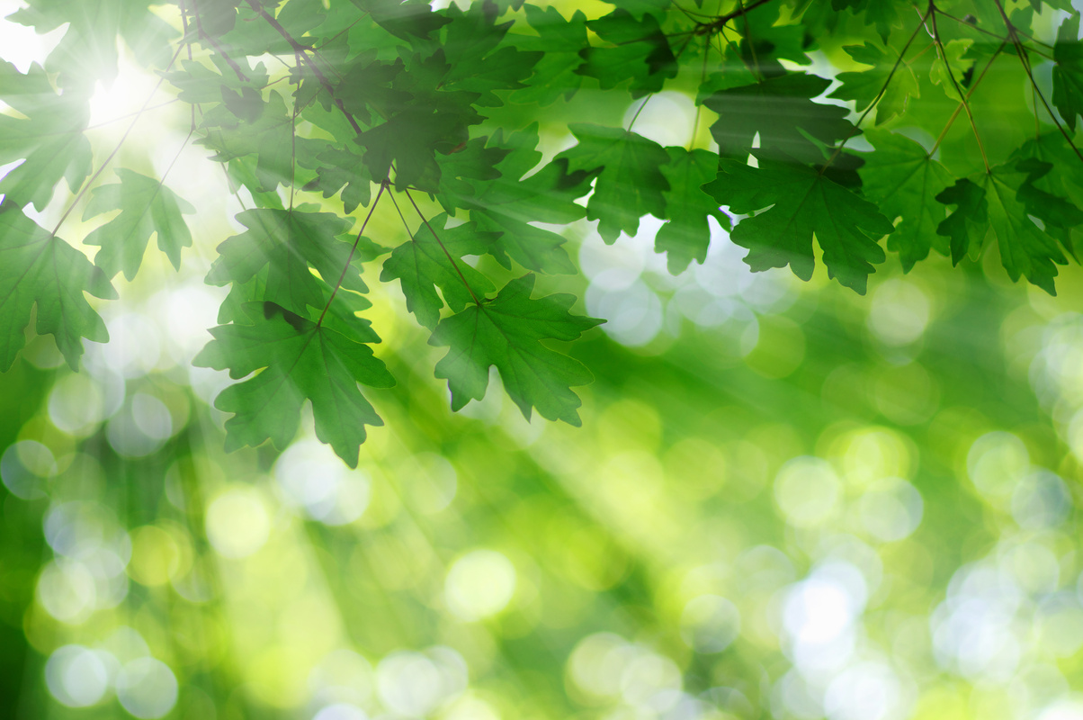 Sun beams and green leaves