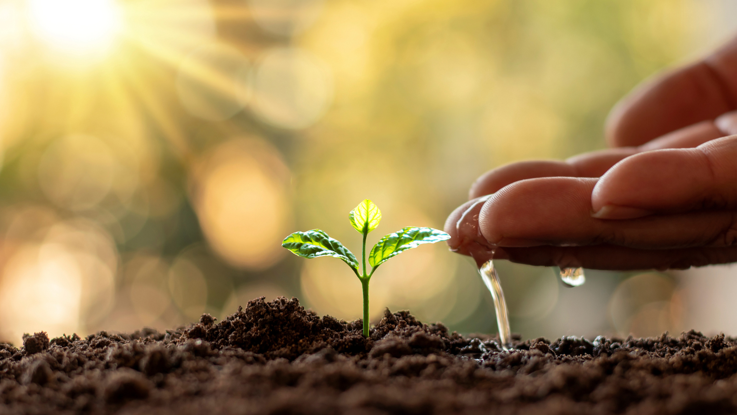 Seedling Watering By Hand